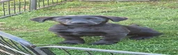 Labrador Retriever dogs for sale: Quality working lab pups - Advert 7
