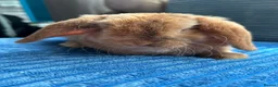 Mini Lop rabbits for sale: 🦋Pure Breed Mini plush lop 🦋 in Halstead - Advert 24