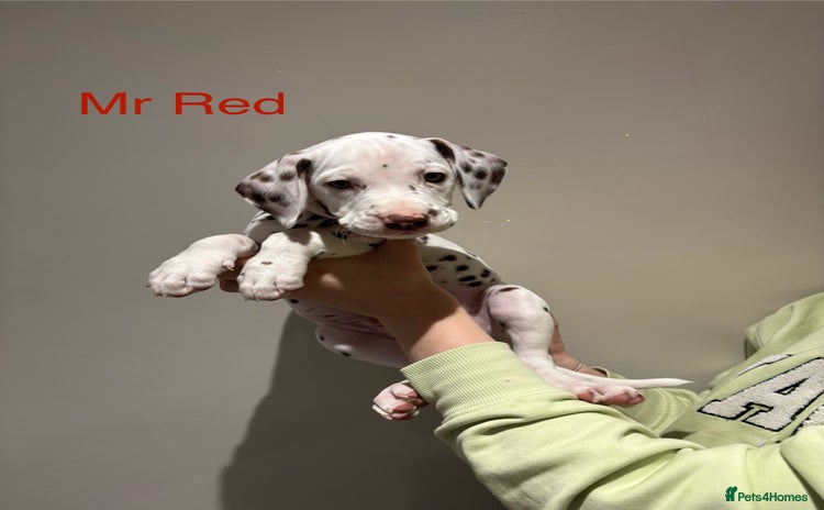 Dalmatian dogs - Advert 1