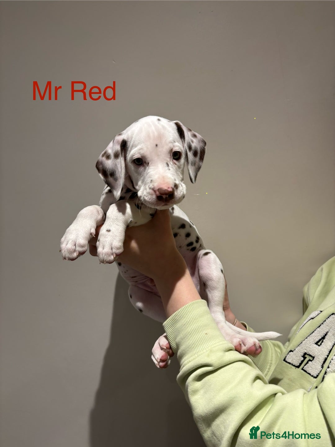 Dalmatian dogs for sale: 1 DALMATIAN LEFT READY NOW - Image 1