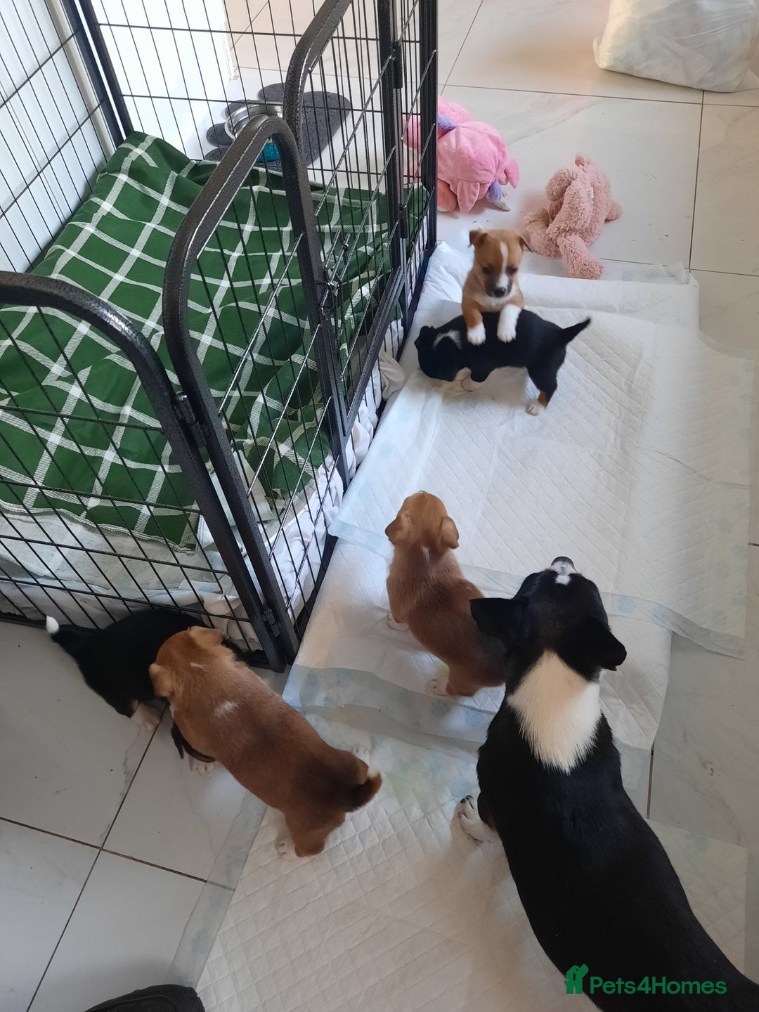 Jack Russell dogs for sale: Mini jack russells  - Image 1