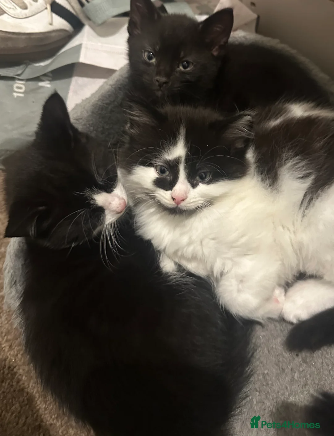 Domestic Shorthair cats for sale: Beautiful Kittens looking for Forever Home! - Advert 2