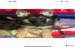 German Shepherd dogs for sale: READY NOW OUTSTANDING  GERMAN SHEPARD PUPPIES  in Stanford-le-Hope - Image 27
