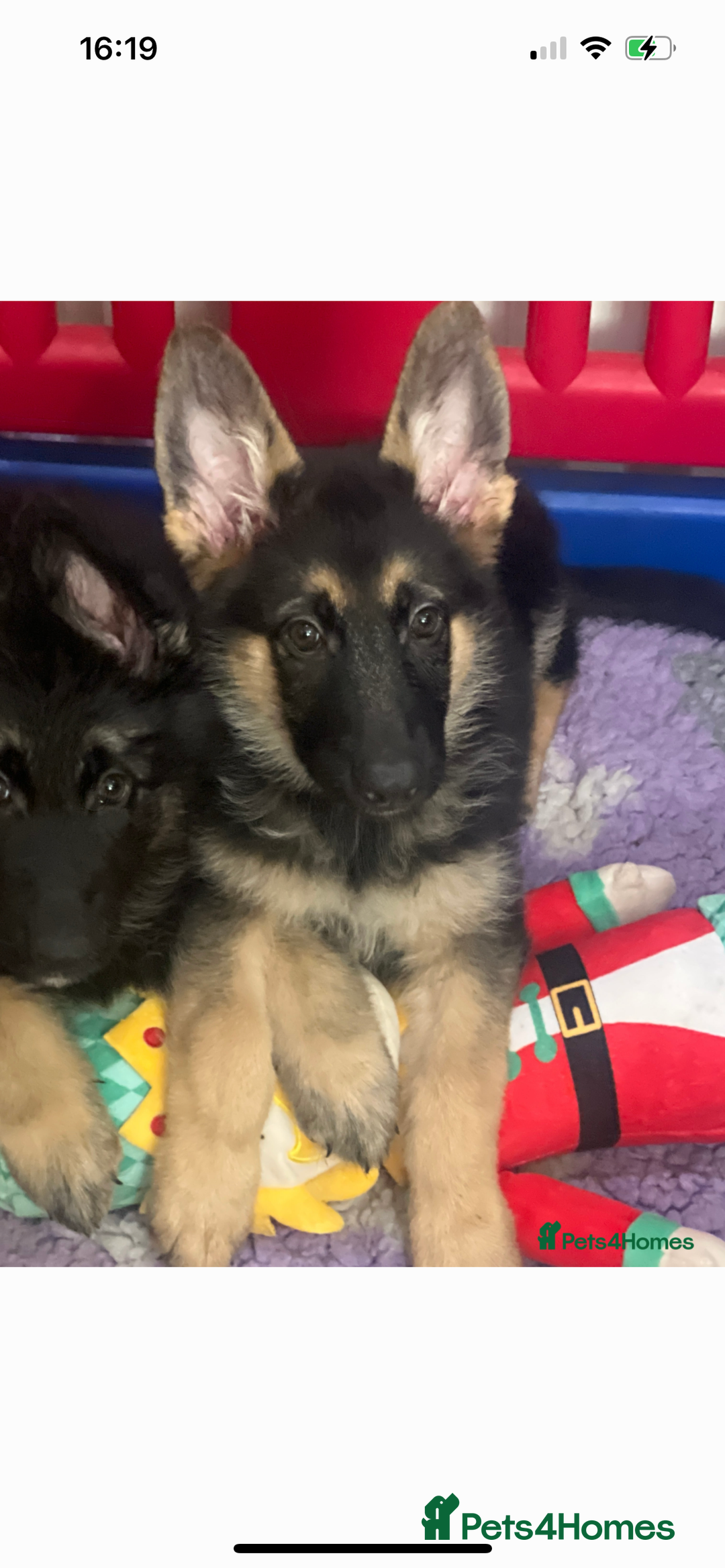 German Shepherd dogs for sale: READY NOW OUTSTANDING  GERMAN SHEPARD PUPPIES  in Stanford-le-Hope - Image 27