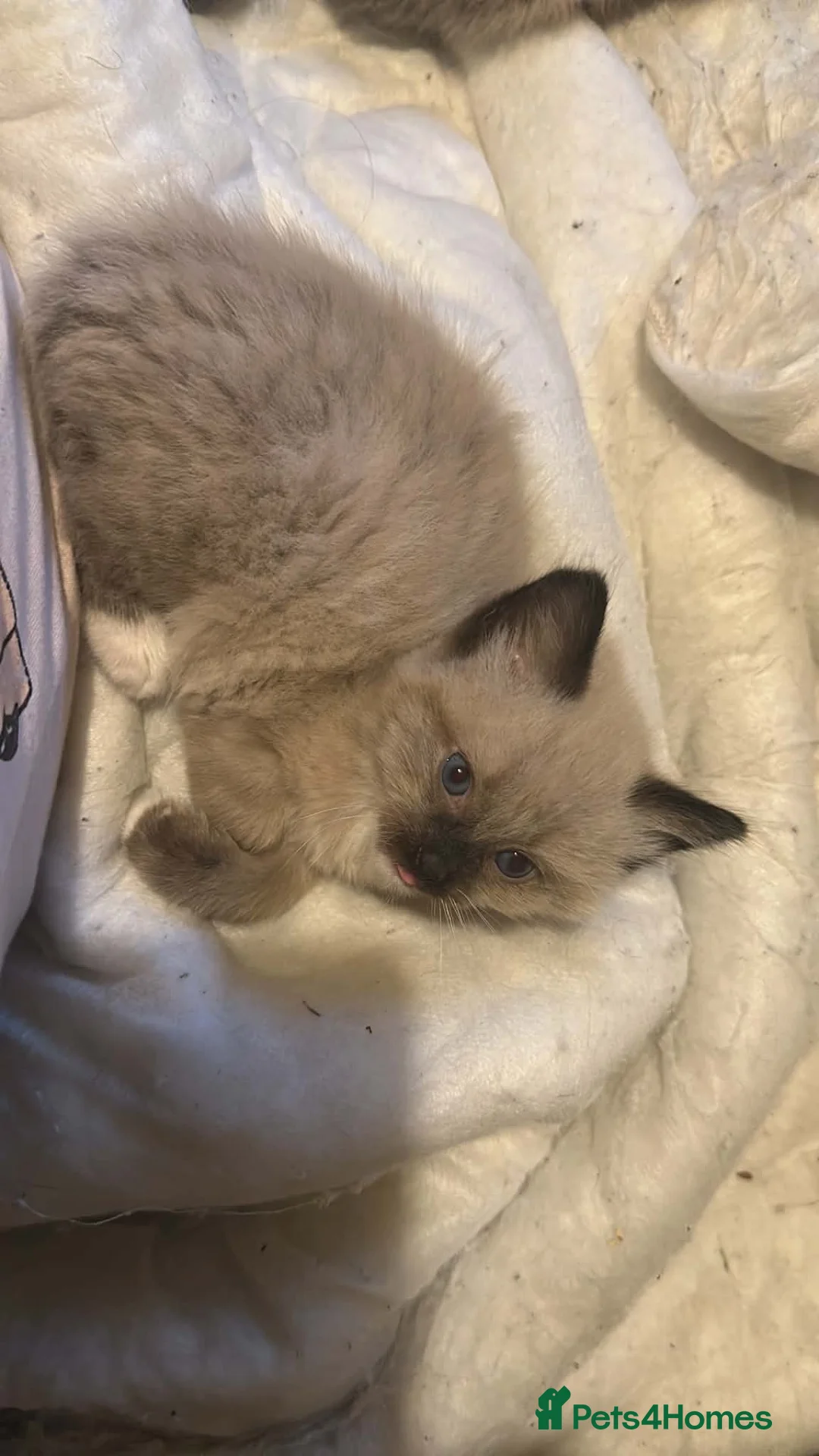 Mixed Breed cats for sale: Ragdoll cross bengal kittens in Southampton - Advert 13