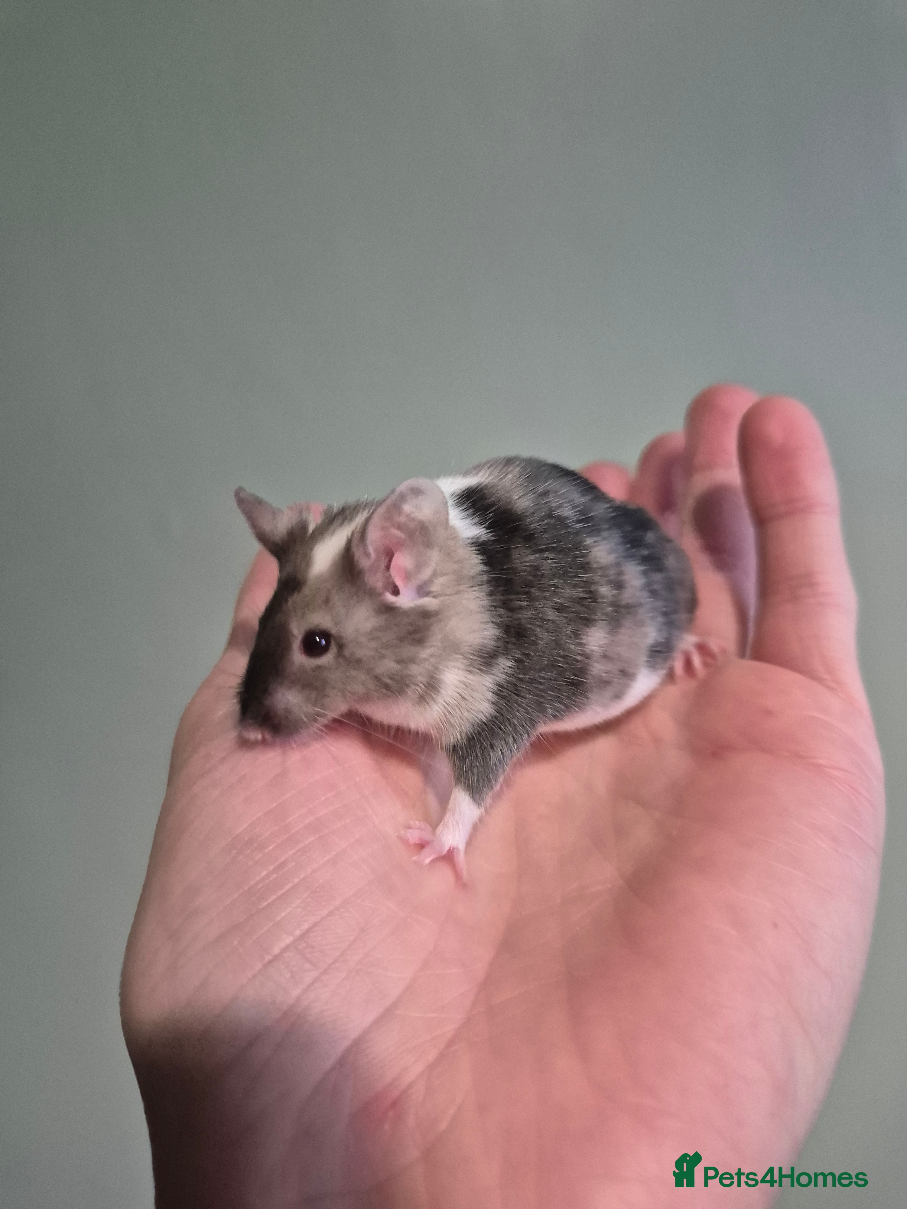 Mouse rodents Fancy mice looking for homes - Advert 16