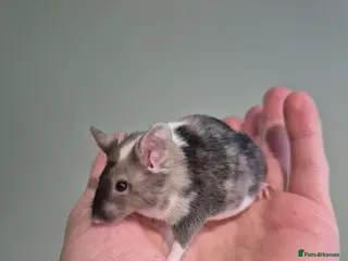 Mouse rodents Fancy mice looking for homes - Advert 16