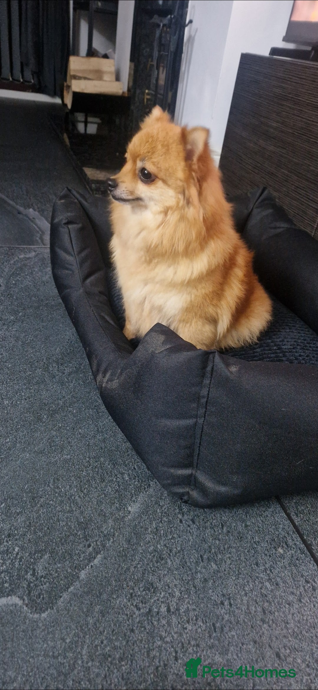 Pomeranian dogs for sale: Beautiful pomeranian puppies  - Advert 13