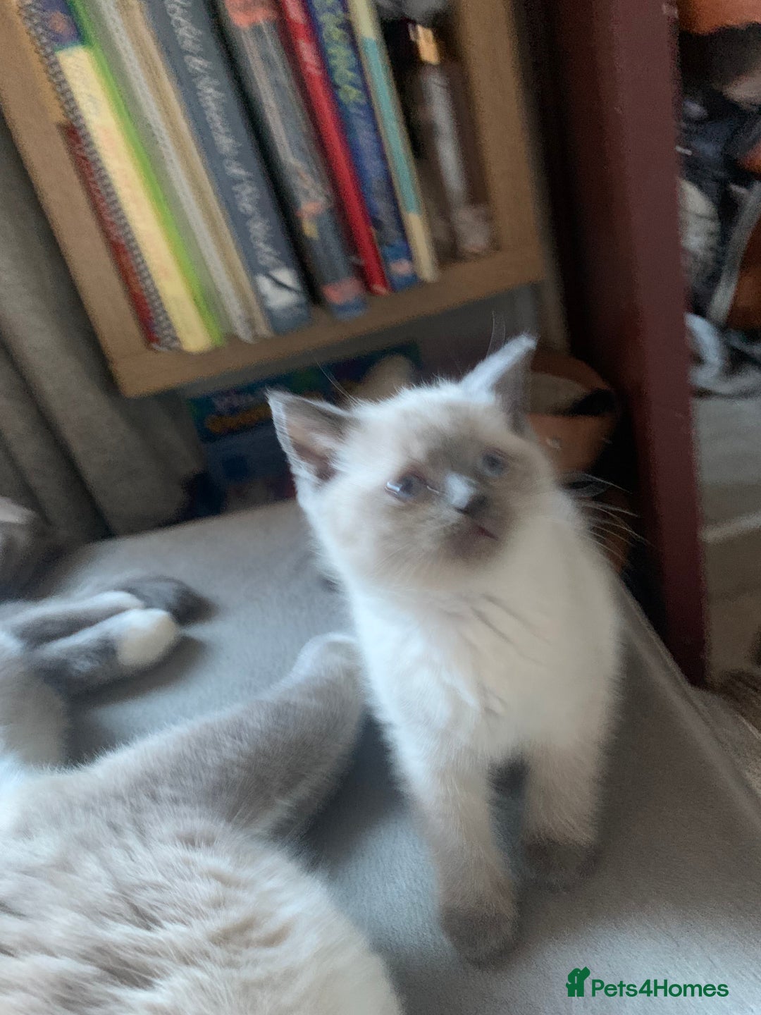 Persian cats for sale: cute 9wk old adorable bundle of joy Persian kitten - Advert 20