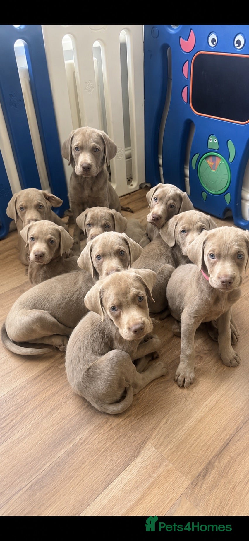 Labrador Retriever dogs Ready to leave KC Silver Labrador puppies  - Advert 9