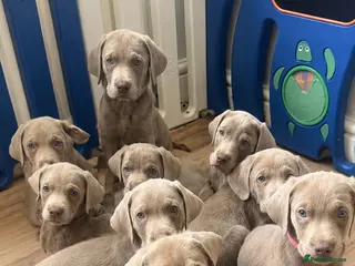 Labrador Retriever dogs Ready to leave KC Silver Labrador puppies - Advert 1
