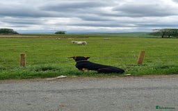 Huntaway dogs for sale: 11 Month old Huntaway - Image 7