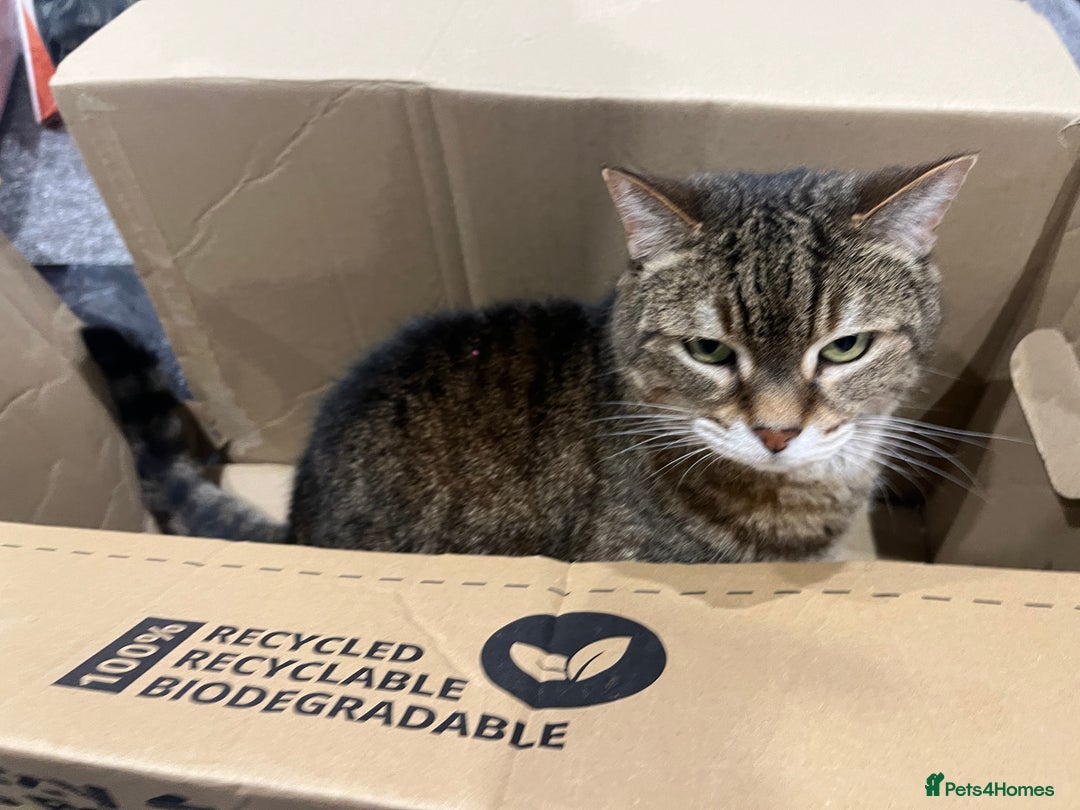 Domestic Shorthair cats for sale: Lulu  - Advert 2