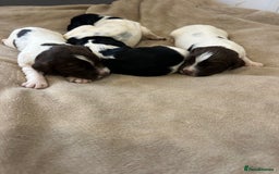 English Springer Spaniel dogs for sale: KC registered Springer spaniels puppies  - Image 8