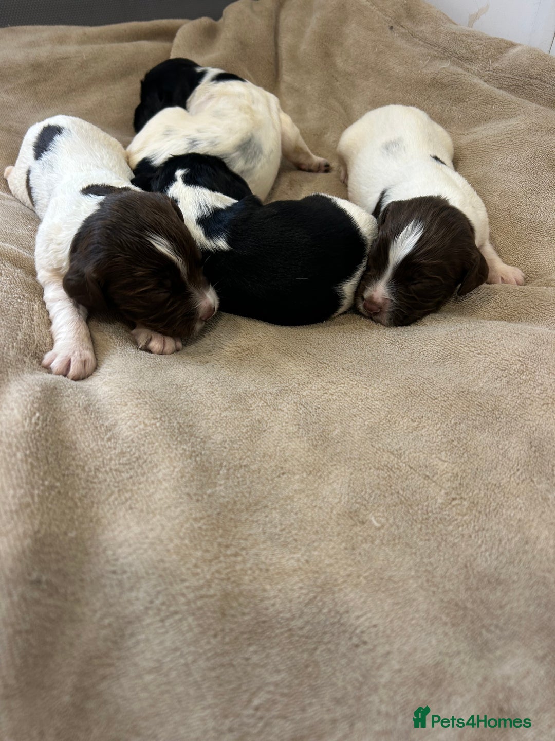 English Springer Spaniel dogs for sale: KC registered Springer spaniels puppies  - Image 8