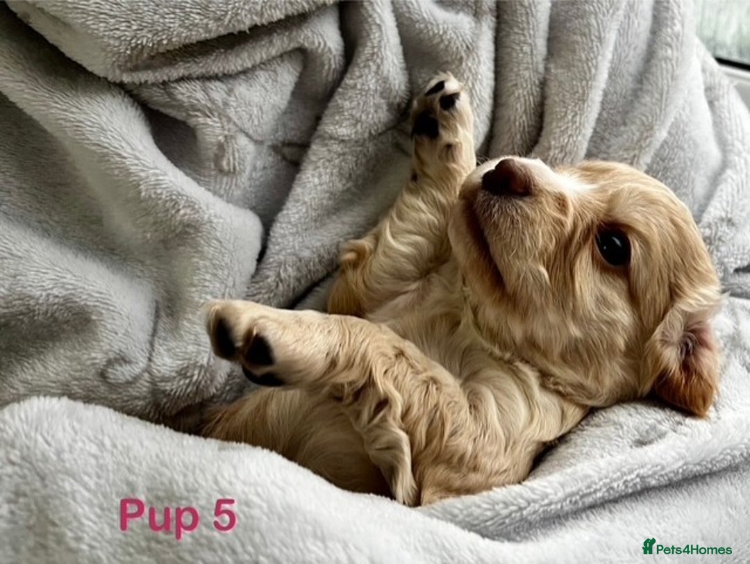 Cockapoo dogs for sale: Adorable Cocker/Cockapoo Puppies - Only 1 left! - Advert 5