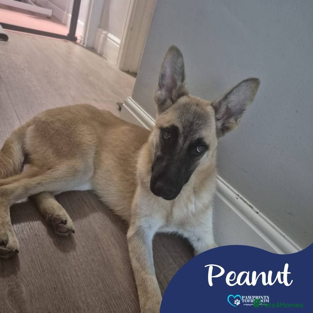 Mixed Breed dogs Meet Peanut, currently residing in Torquay - Advert 1