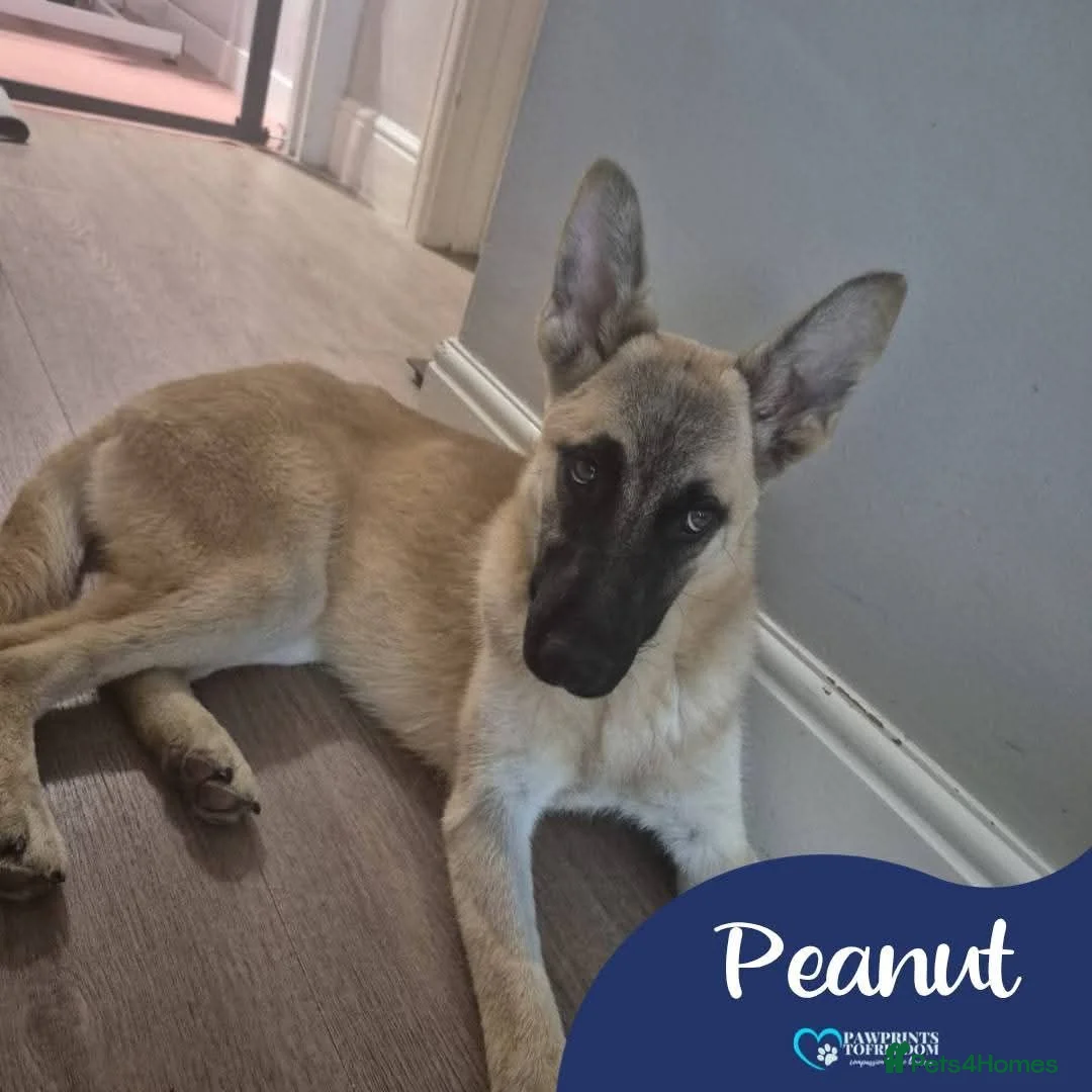 Mixed Breed dogs for adoption: Meet Peanut, currently residing in Torquay in Torquay - Advert 1