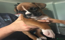 Boxer dogs for sale: Boxer puppy’s  - Image 8