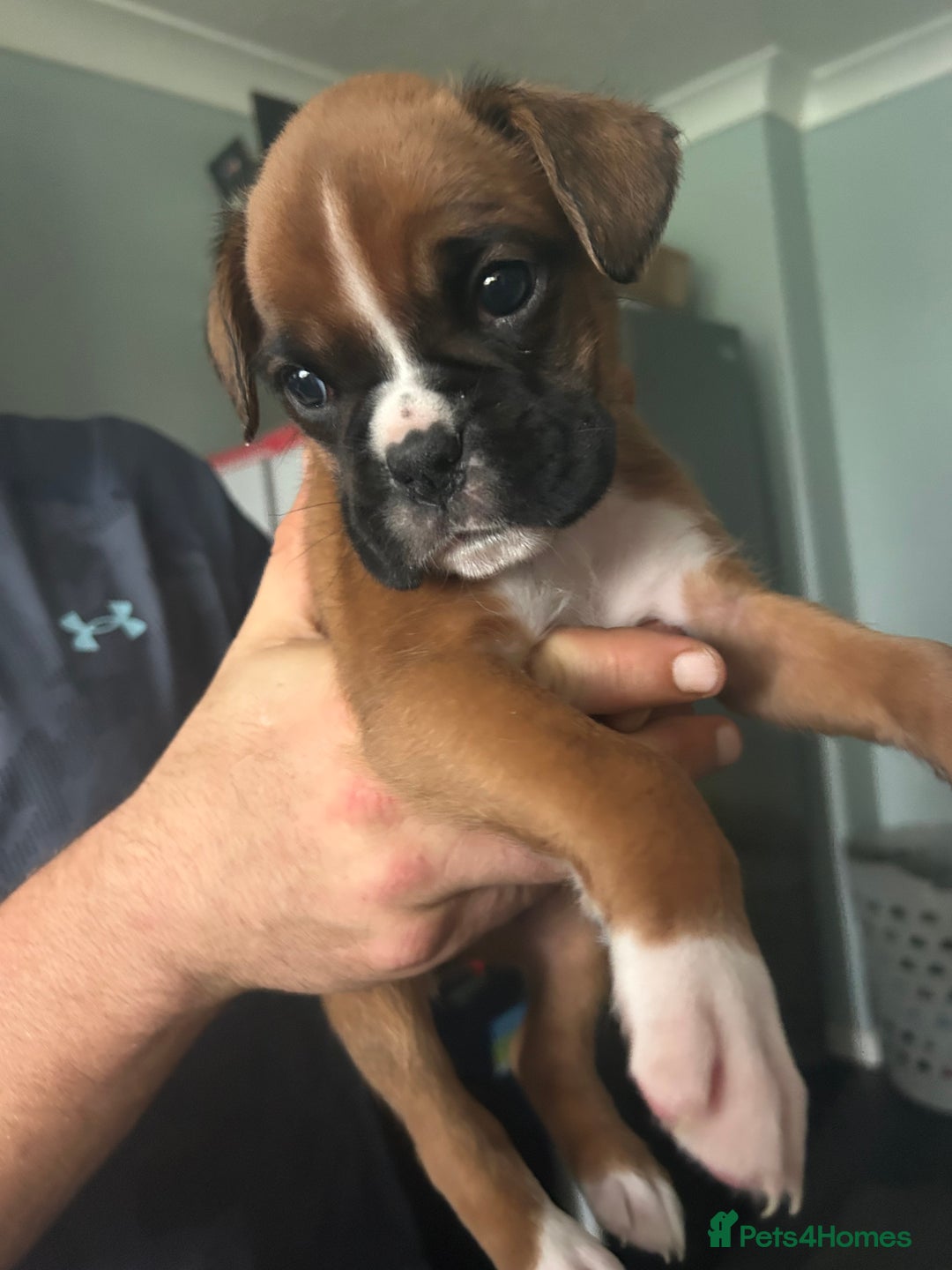 Boxer dogs for sale: Boxer puppy’s  - Image 8