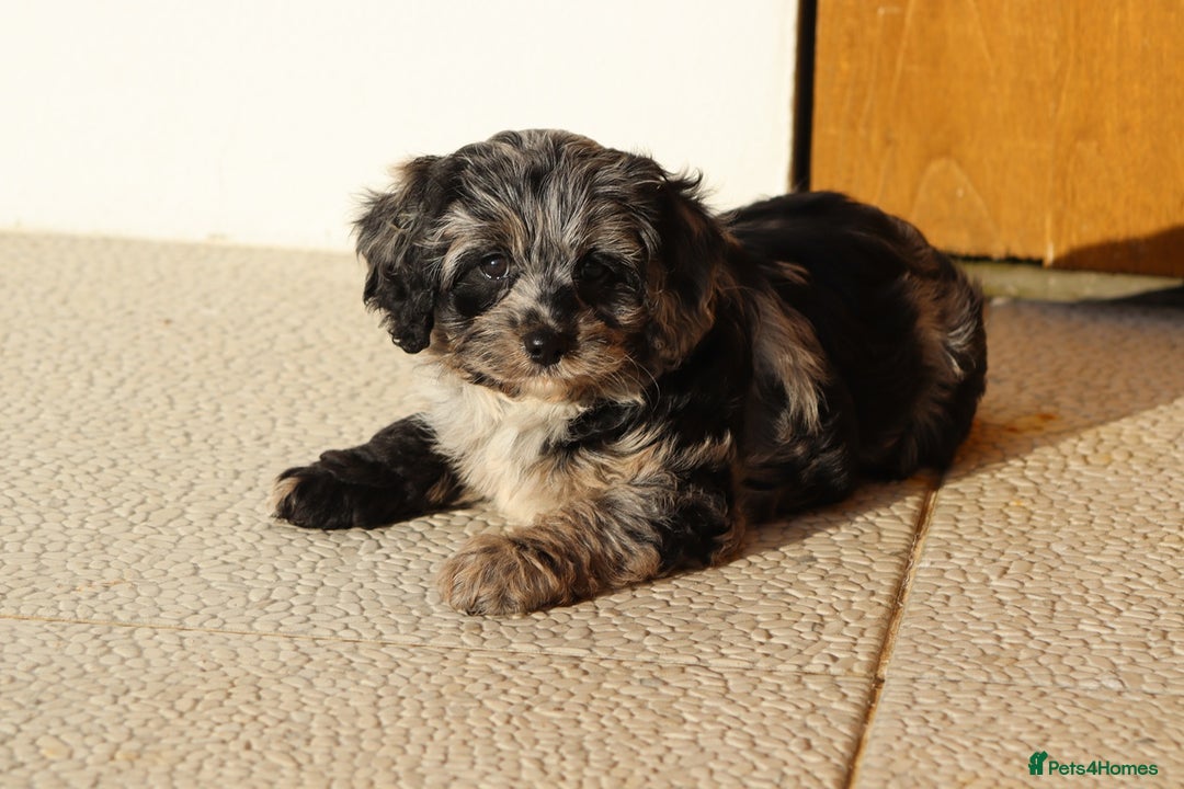 Cavapoo dogs for sale: Beautiful Cavapoochons for sale  - Image 9