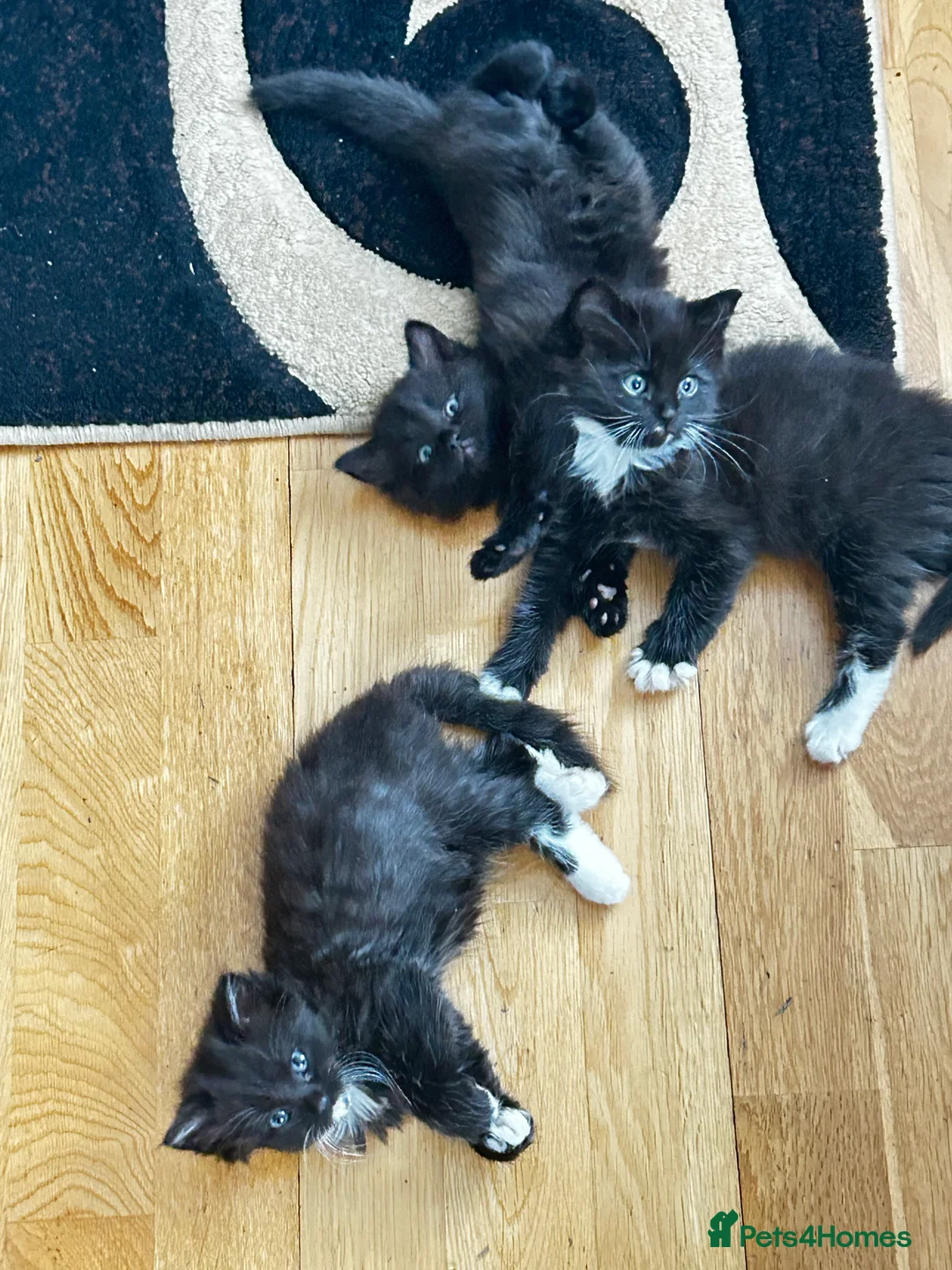 Turkish Van cats for sale: Kittens turkish Van  - Advert 3