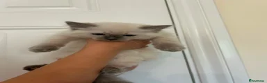 Ragdoll 1