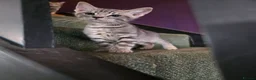 Maine Coon cats for sale: Maine coon half breed. - Advert 8
