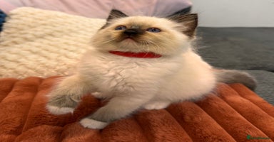 Ragdoll cats - Advert 1