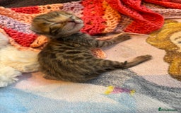 Bengal cats for sale: TICA registered Bengal girls. - Image 12