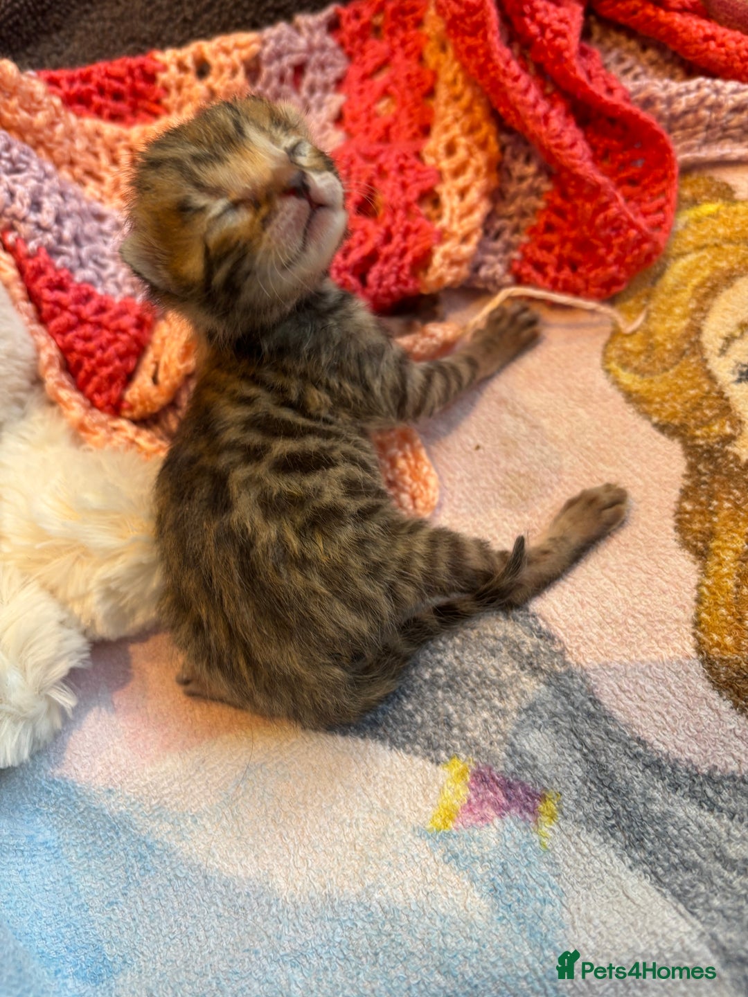 Bengal cats for sale: TICA registered Bengal girls. - Image 12