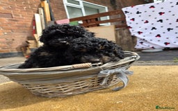 Cavapoo dogs for sale: Cavapoo puppies NEED HOME  - Image 9