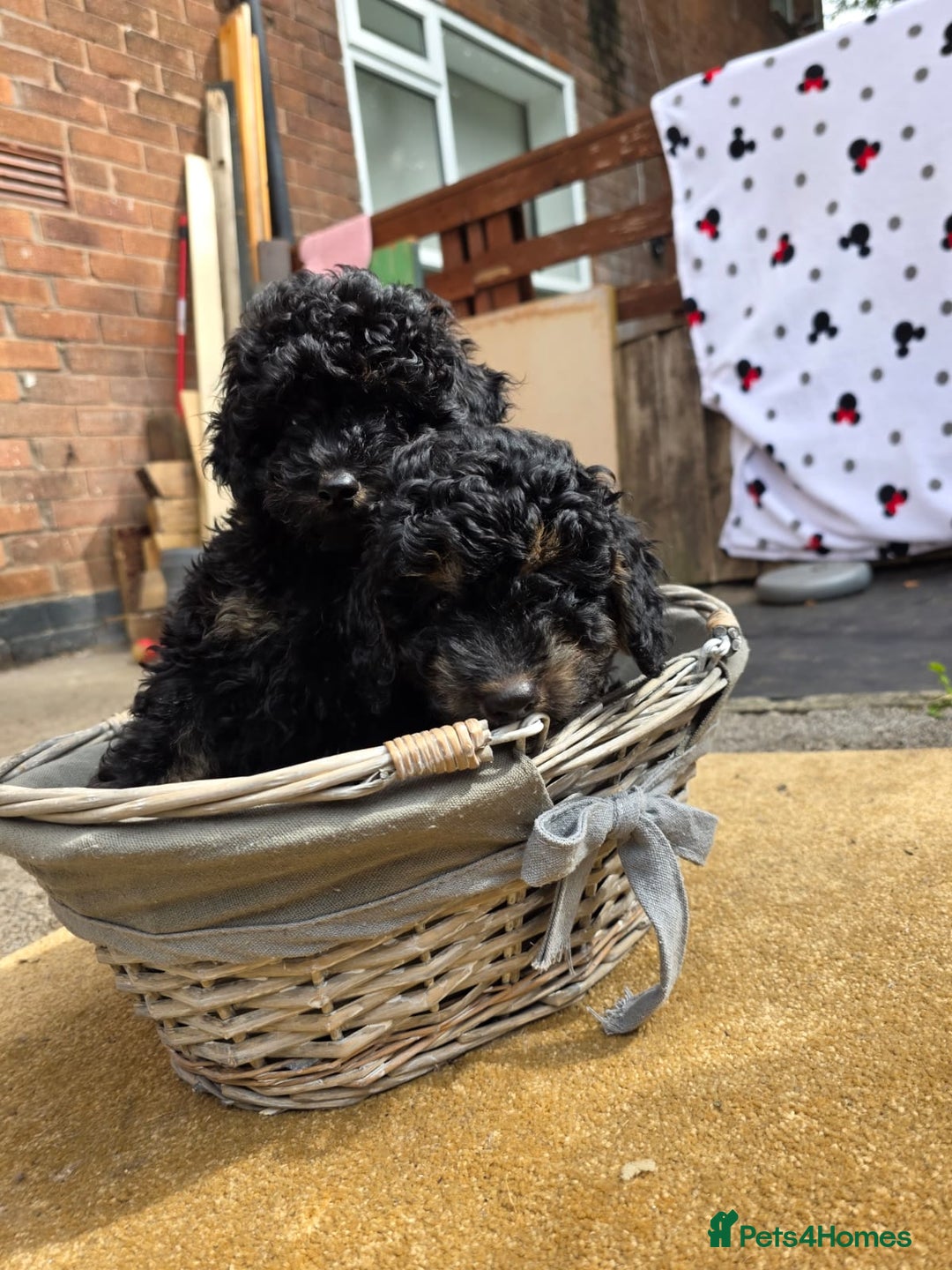 Cavapoo dogs for sale: Cavapoo puppies NEED HOME  - Image 9