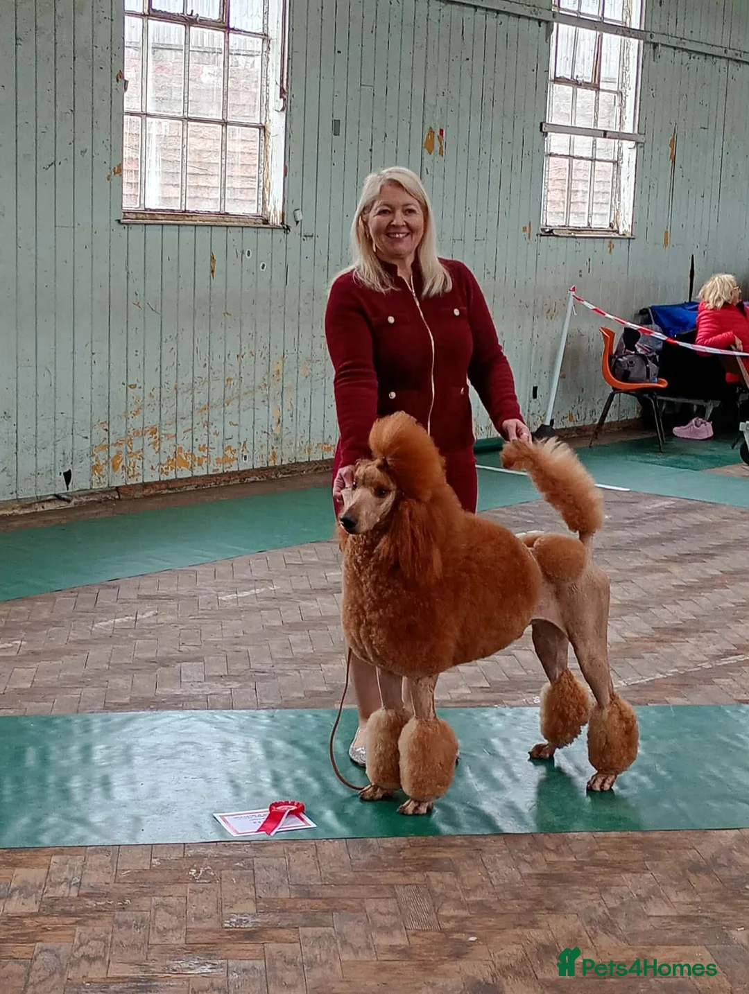 Standard Poodle dogs for sale: Exquisite St Poodle Puppies From Fully Health Test - Advert 2