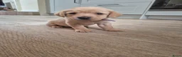 Labrador Retriever dogs for sale: Stunning labrador puppies - Advert 9