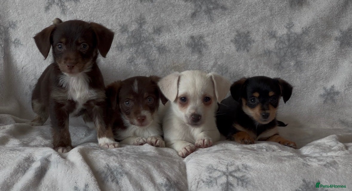 Jackapoo dogs 4 Beautiful Jackapoo puppies ready to leave - Advert 1