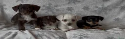 Jackapoo dogs for sale: 4 Beautiful Jackapoo puppies ready to leave in Ammanford - Advert 1