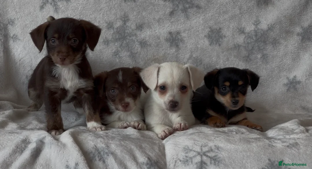 Jackapoo dogs for sale: 4 Beautiful Jackapoo puppies ready to leave in Ammanford - Advert 1