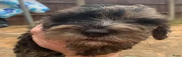 Cockapoo dogs for sale: Stunning cockapoos - Advert 32