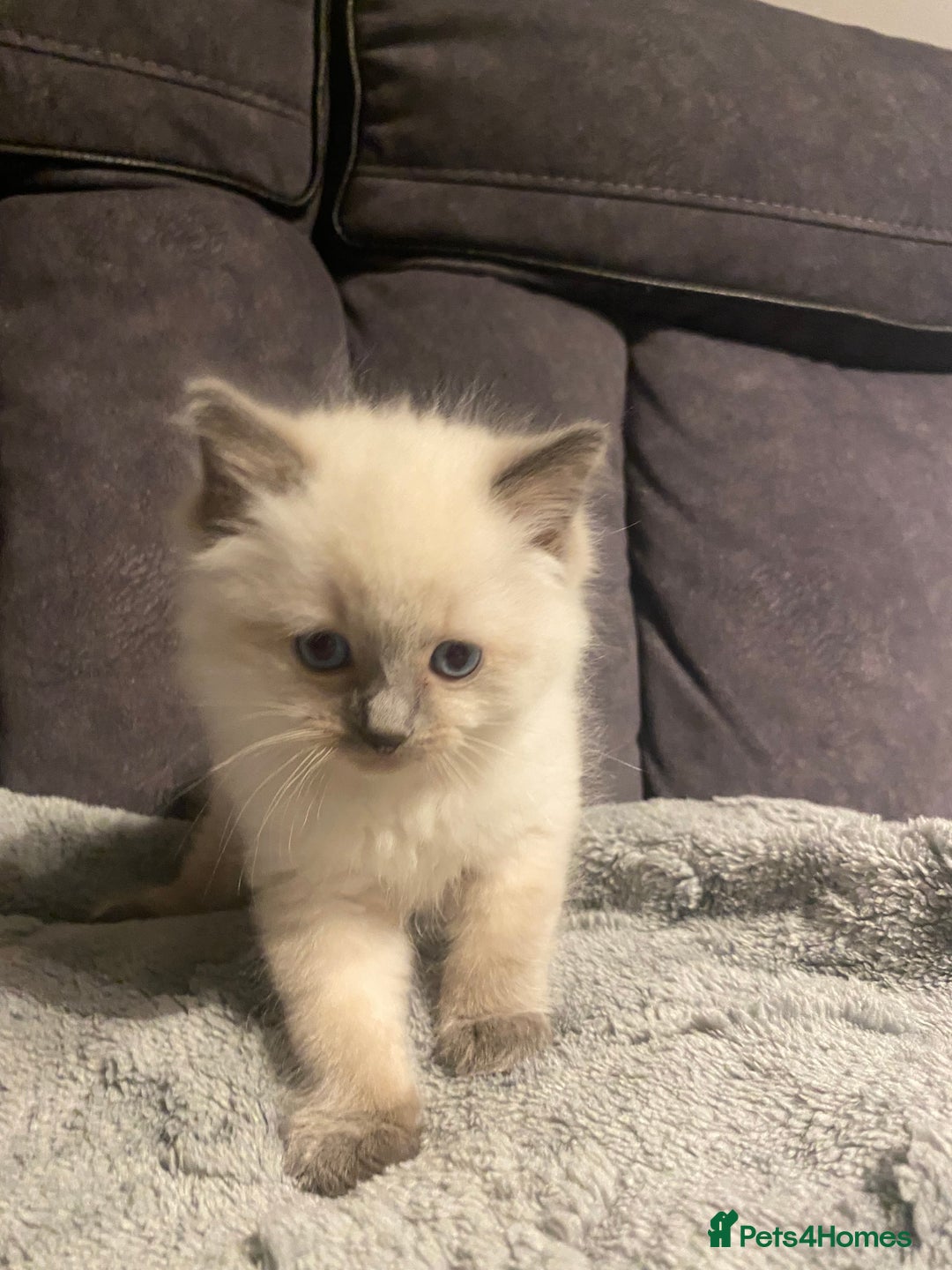 Ragdoll cats for sale: Ragdoll kittens  - Image 4