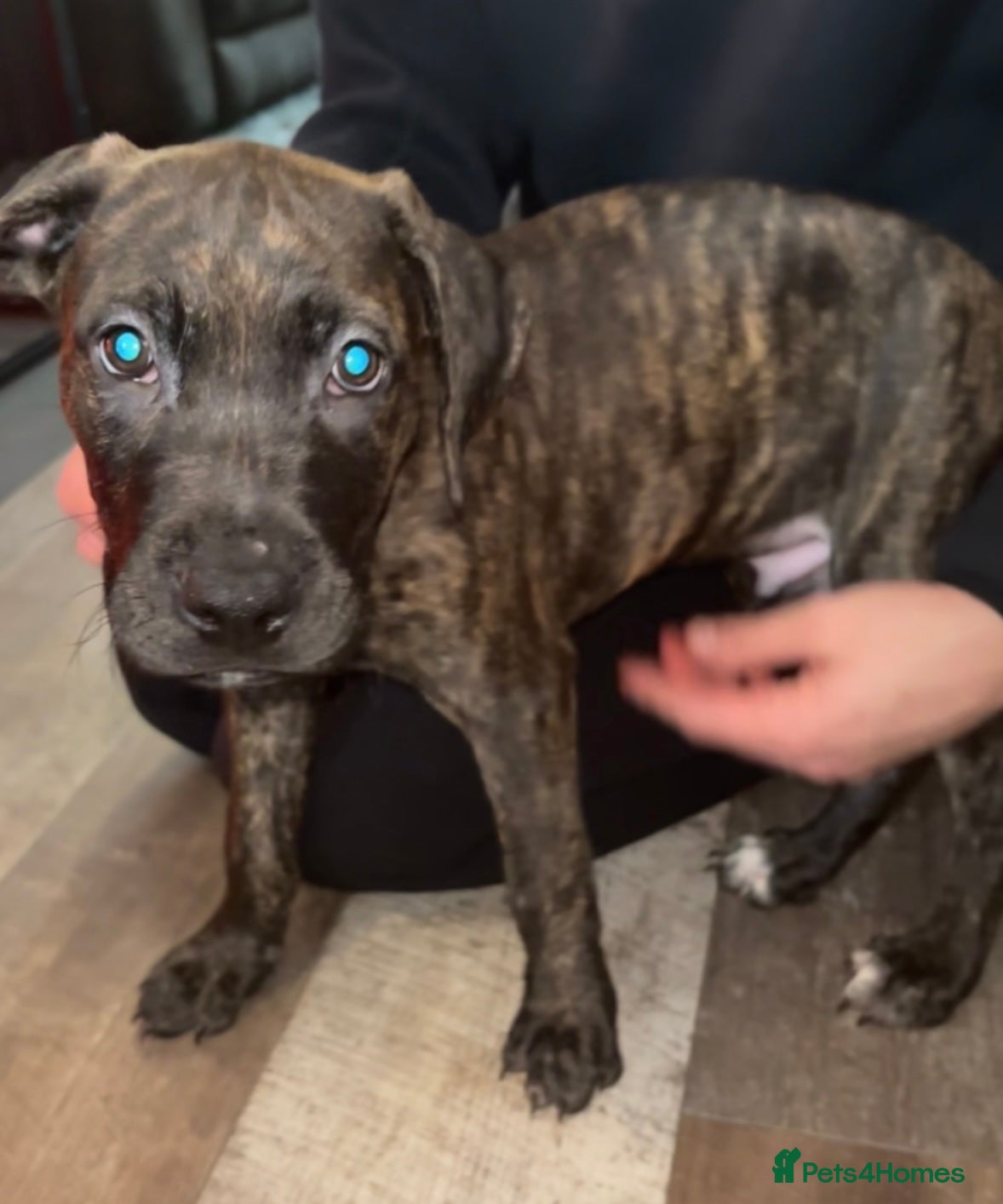 Cane Corso dogs Cane Corso x Presa Canario Puppie - Advert 2