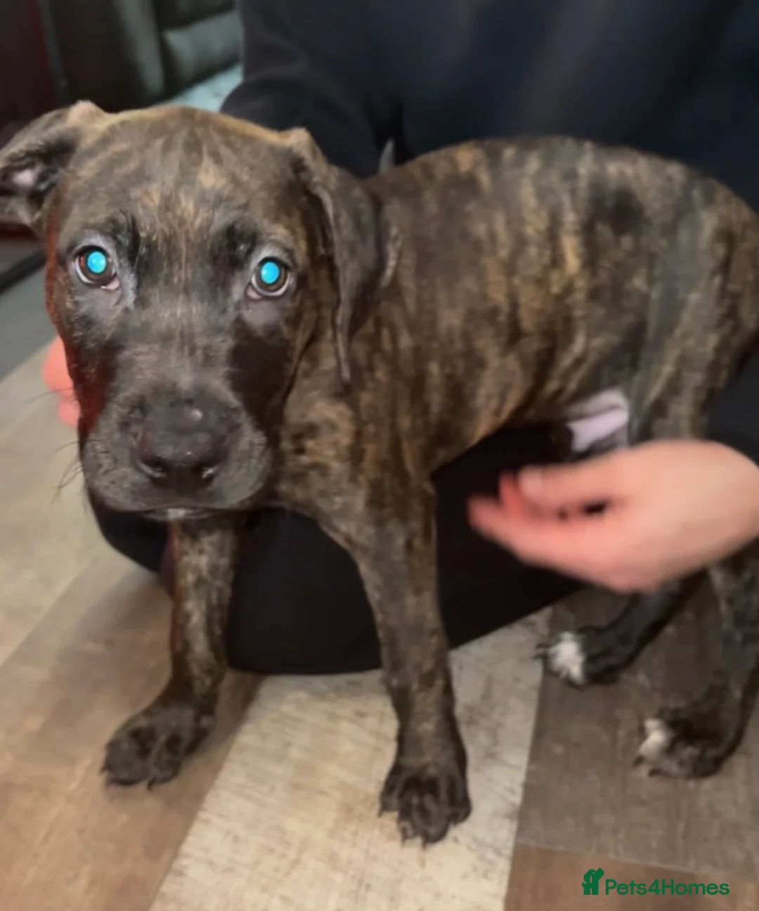 Cane Corso dogs for sale: Cane Corso x Presa Canario Puppie - Advert 2