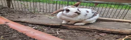 Mixed Breed rabbits for sale: Rabbits To Go To a Good Home in Doncaster - Advert 8