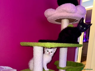 Domestic Shorthair cats ** 2 Boys Left - ready to leave now ** - Advert 19