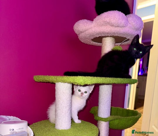 Domestic Shorthair cats ** 2 Boys Left - ready to leave now ** - Advert 17