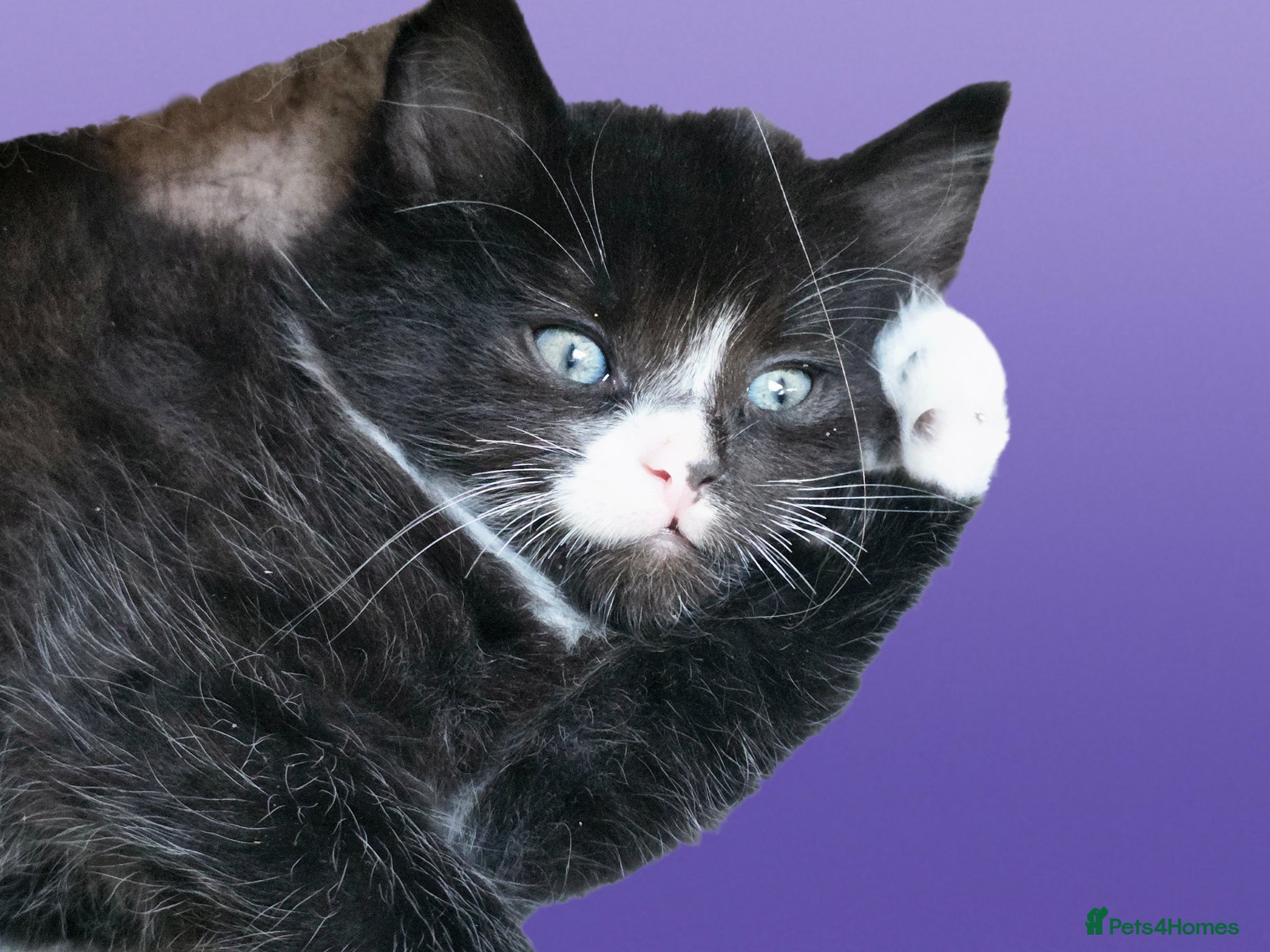 Mixed Breed cats for sale: For sale  - Advert 5