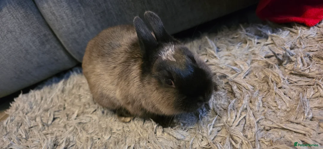 Netherland Dwarf rabbits for sale: Netherland dwarf bunnies available  - Advert 6