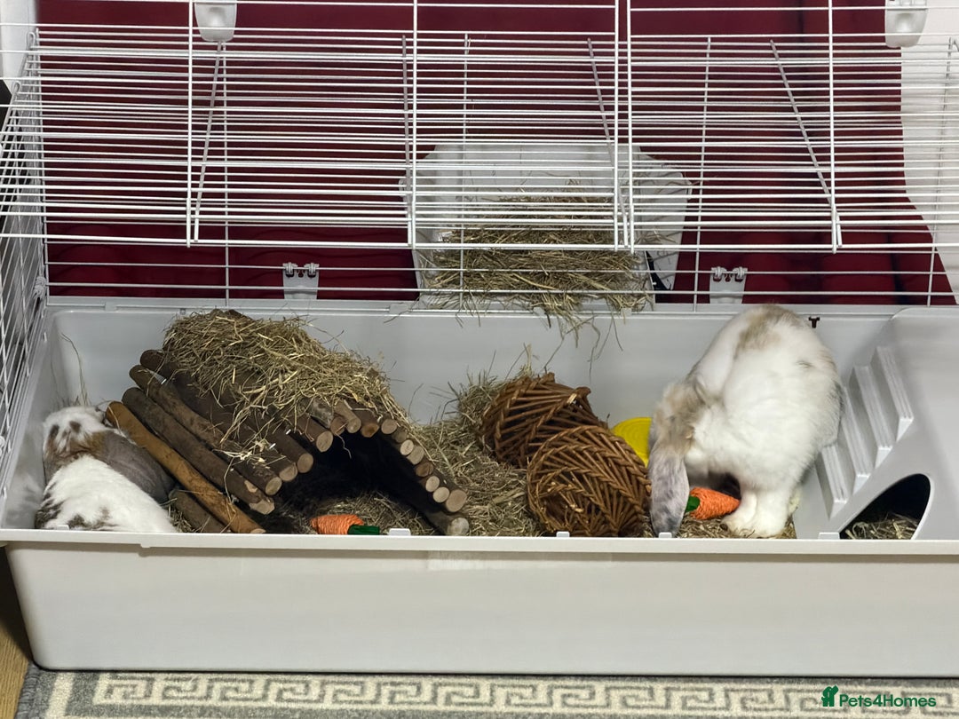 Mini Lop rabbits for sale: 2 Rabbits for sale - Advert 4