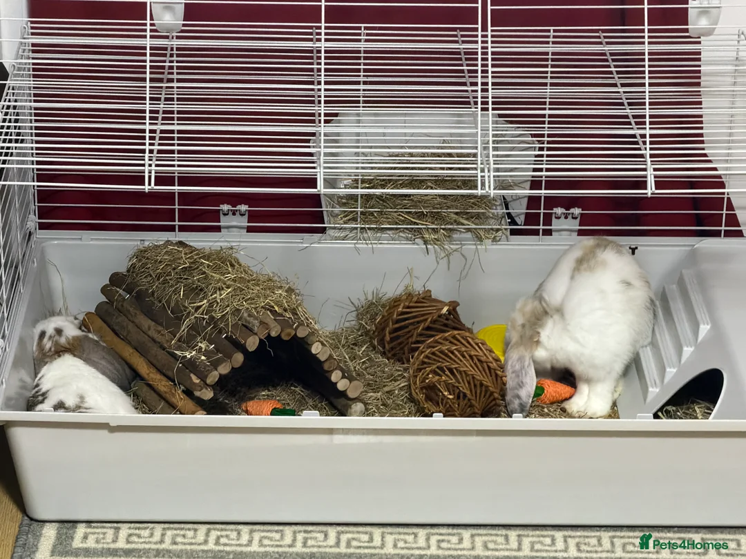 Mini Lop rabbits for sale: 2 Rabbits for sale - Advert 4