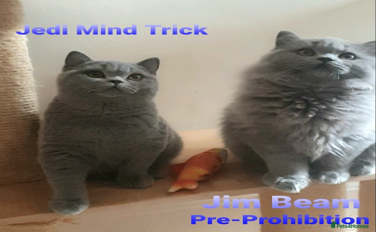 British Shorthair cats - Advert 10